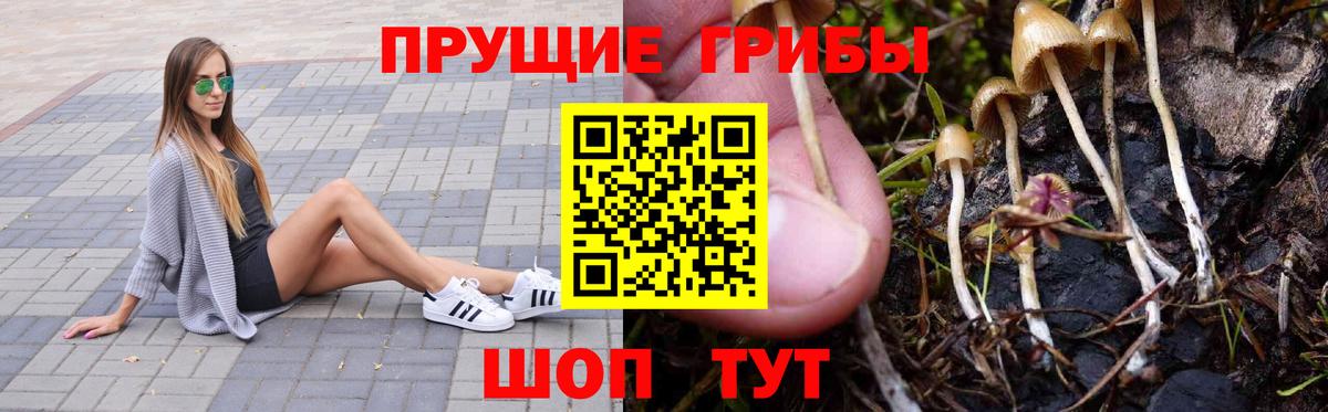 Галлюциногенные грибы Psilocybine cubensis Реутов